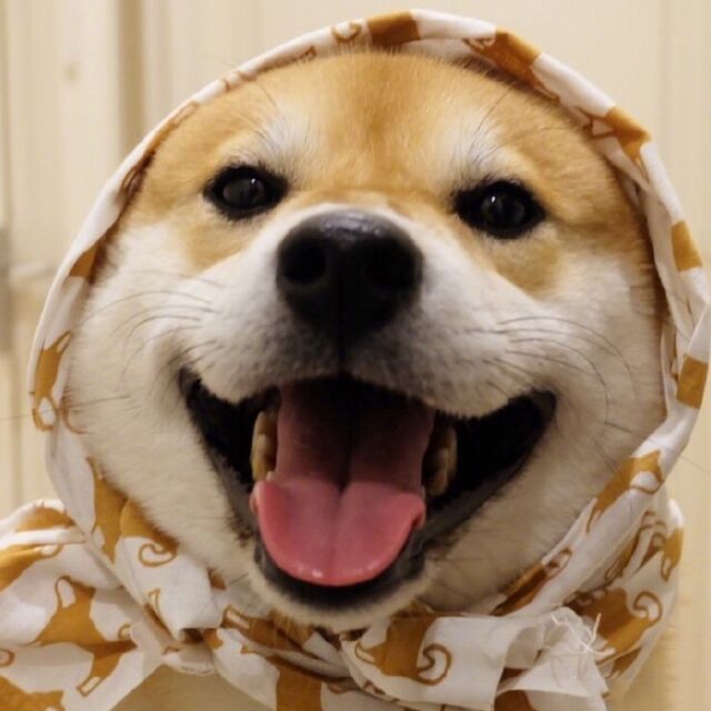 言告言归